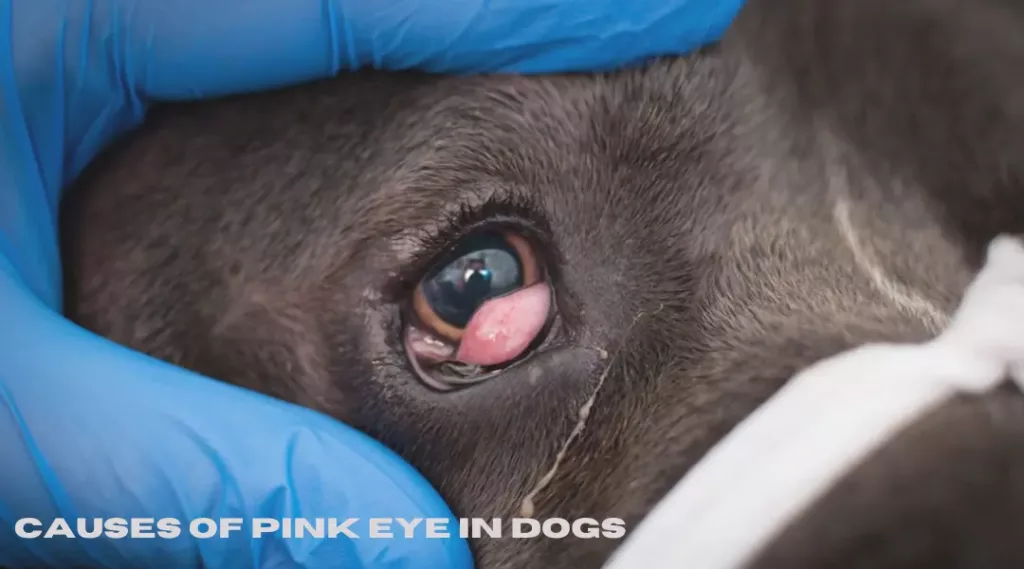 Causes Of Pink Eye In Dogs